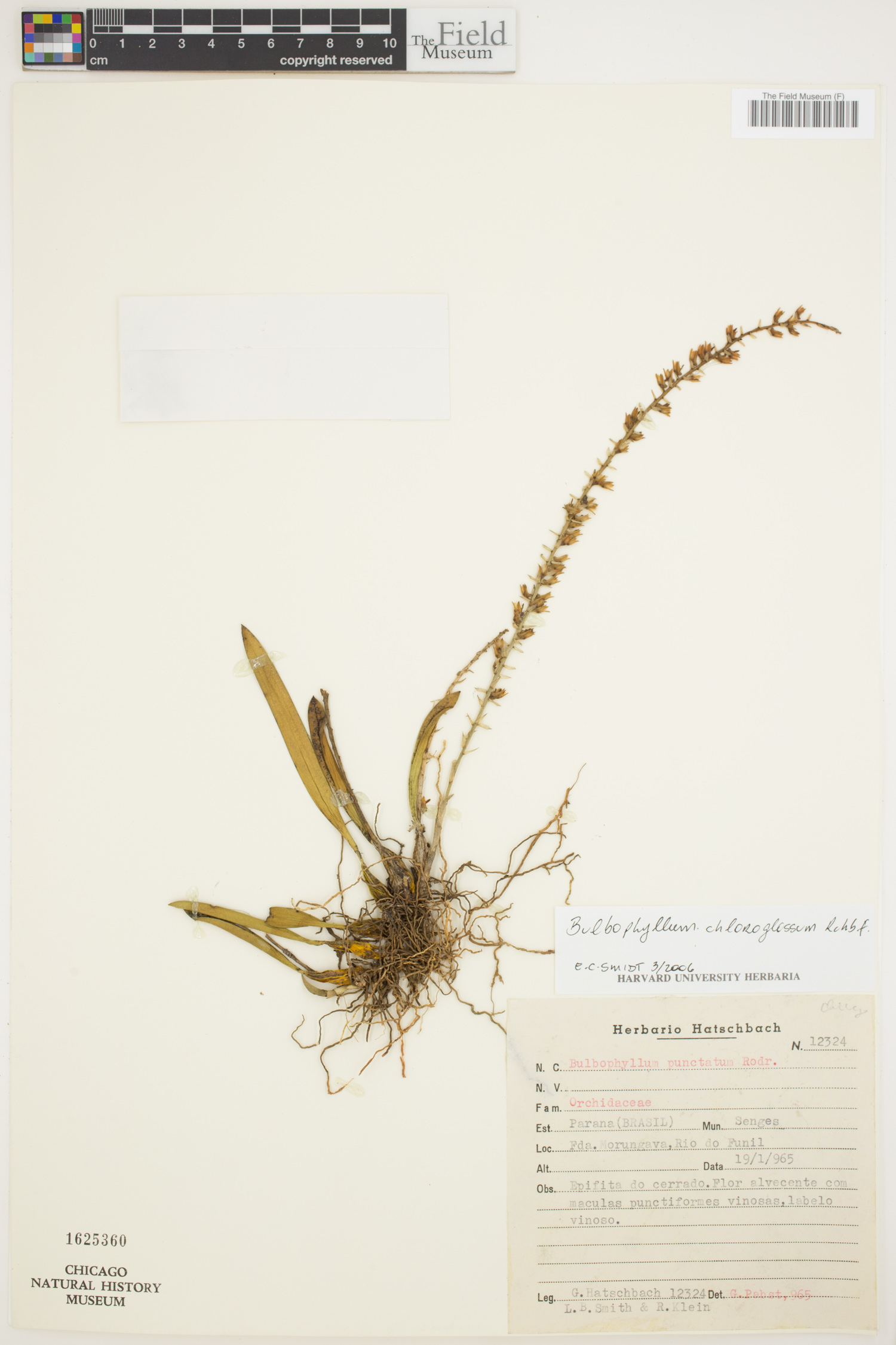 Bulbophyllum chloroglossum image