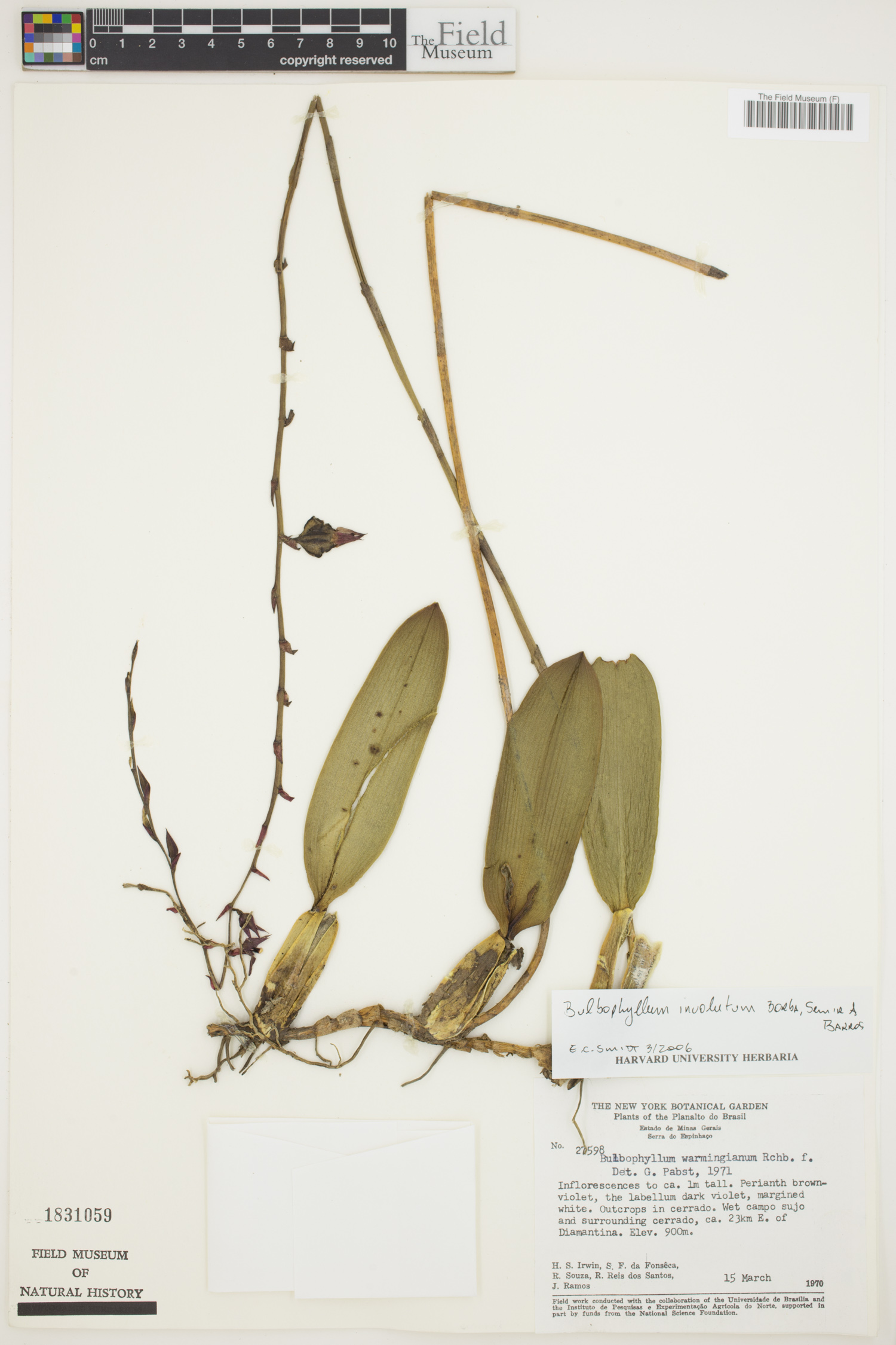 Bulbophyllum involutum image