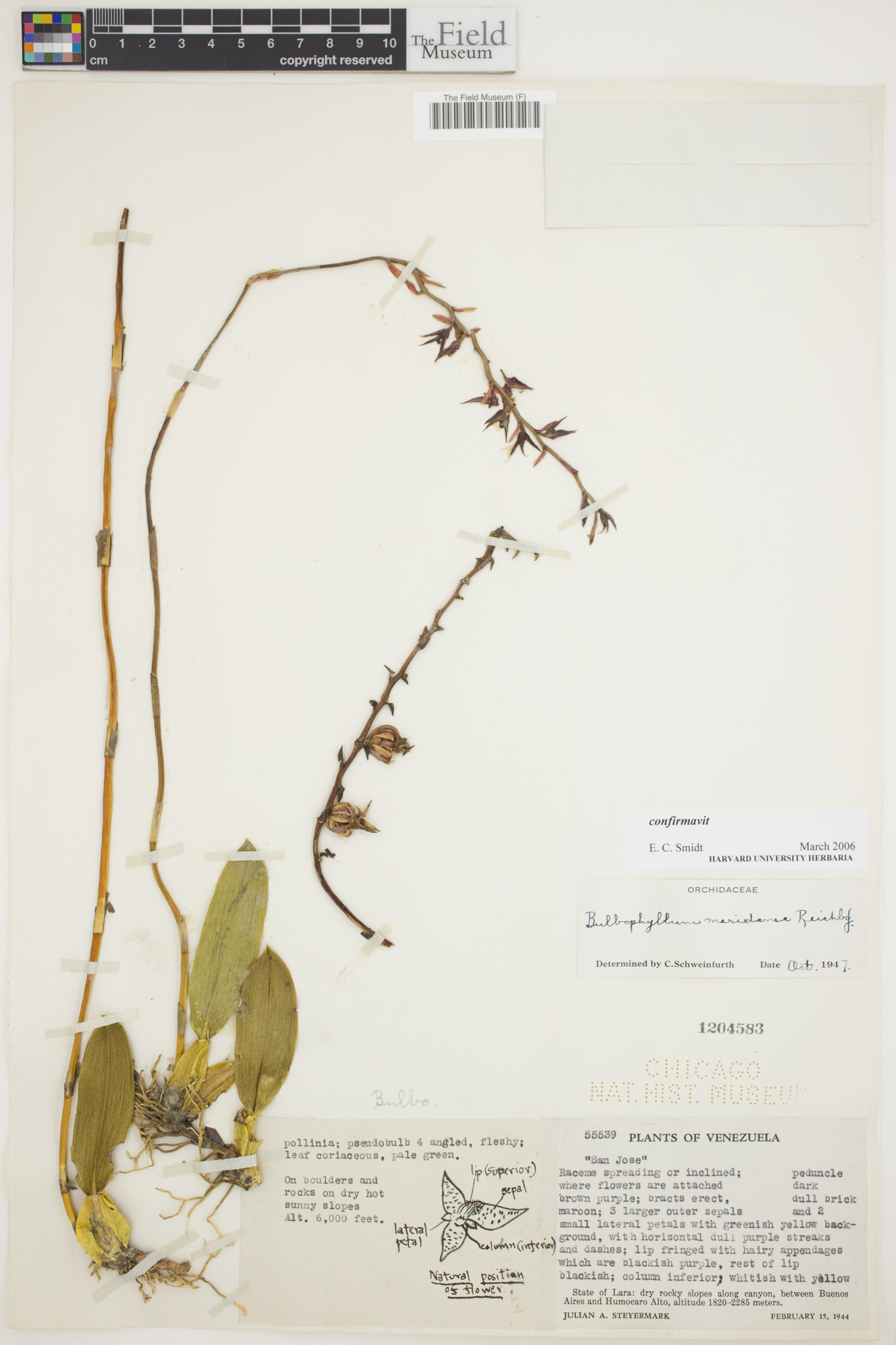 Bulbophyllum meridense image