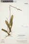 Bulbophyllum meridense image
