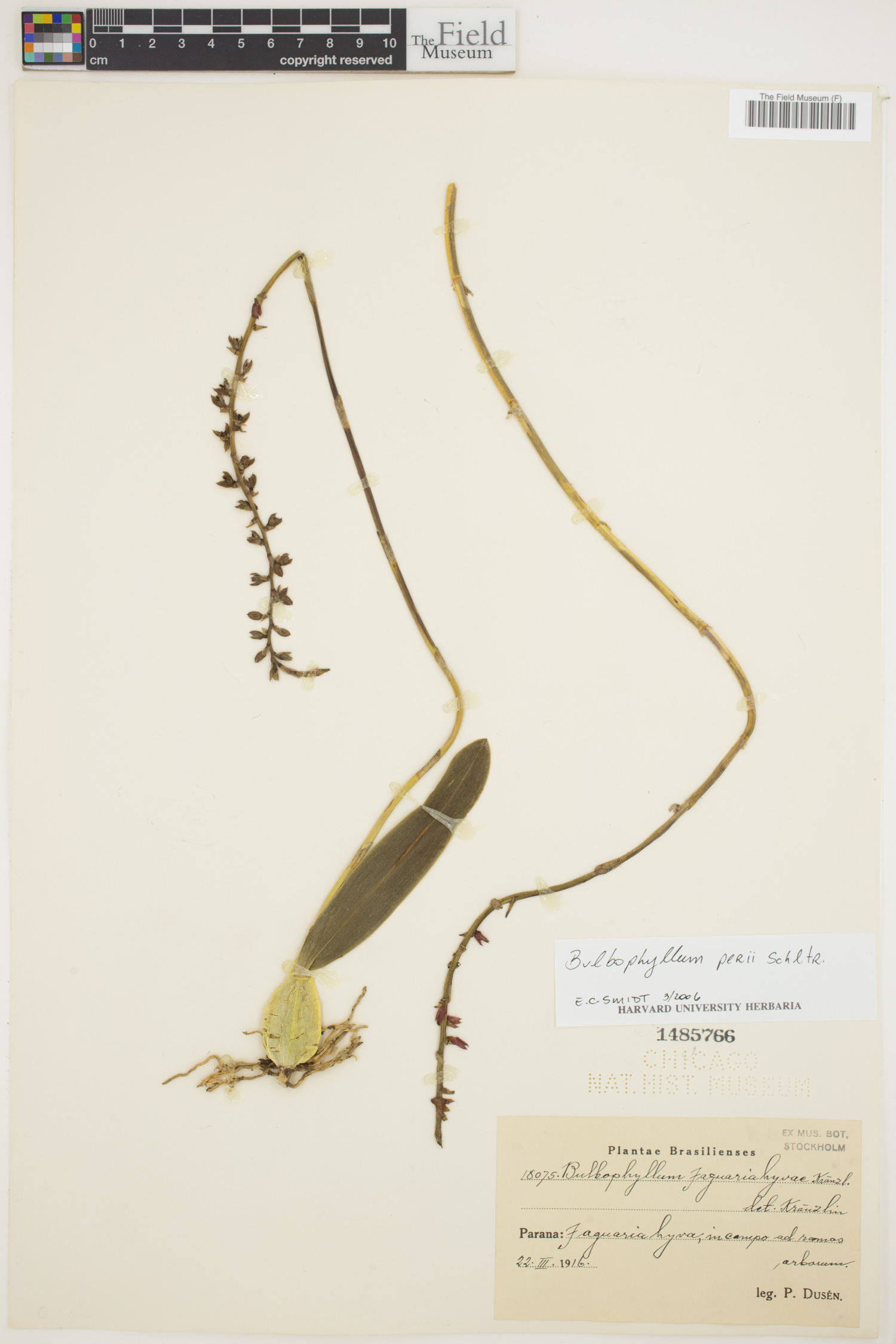Bulbophyllum perii image