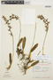Bulbophyllum tripetalum image
