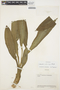 Catasetum planiceps image