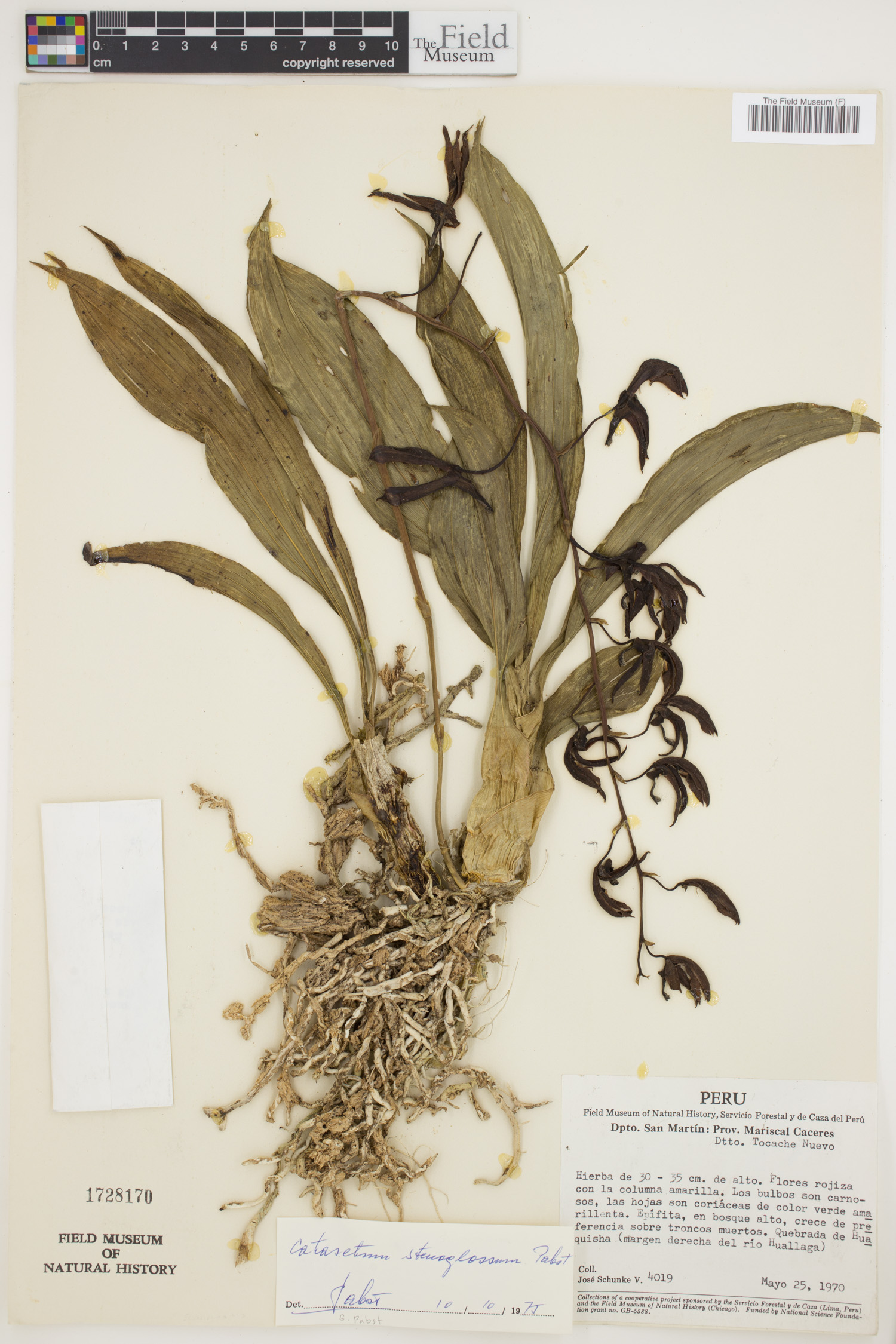 Catasetum stenoglossum image
