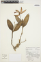 Cattleya intermedia image