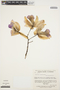 Cattleya lawrenceana image