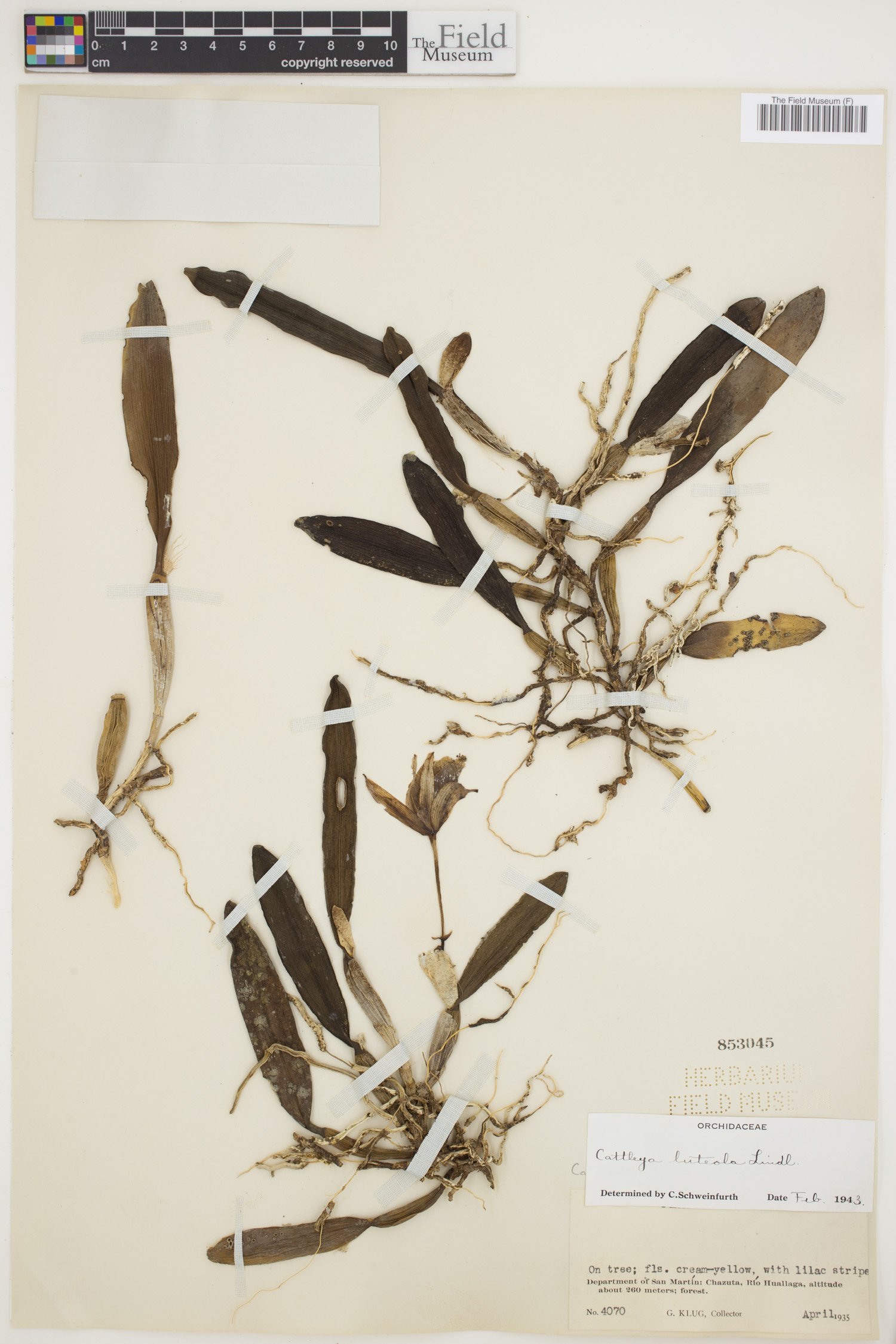 Cattleya luteola image