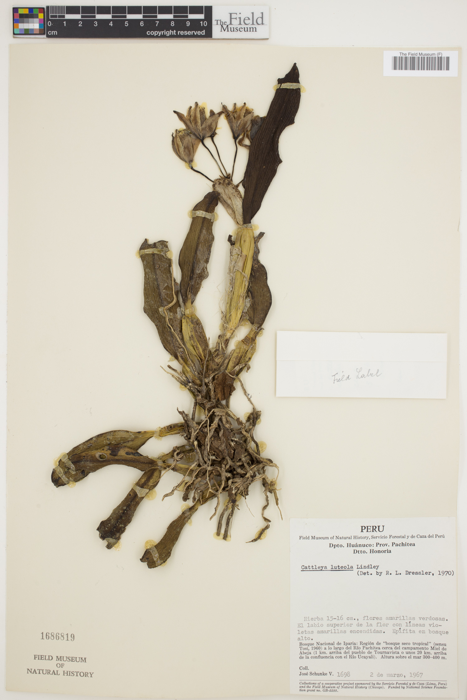 Cattleya luteola image