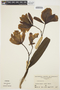 Cattleya mossiae image
