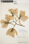 Cattleya mossiae image