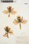 Cattleya percivaliana image