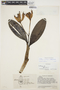 Cattleya violacea image