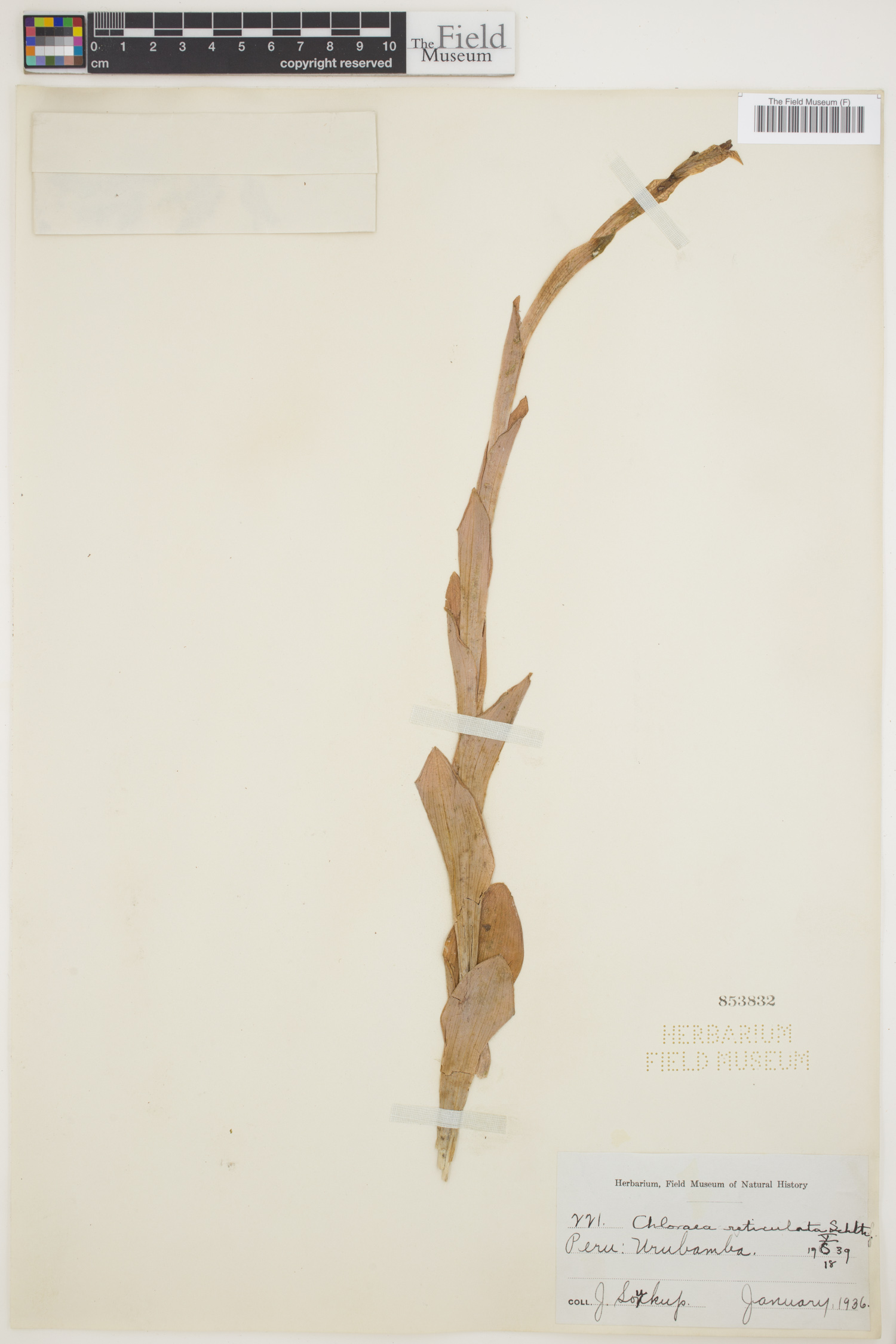Chloraea reticulata image