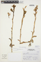 Chloraea undulata image