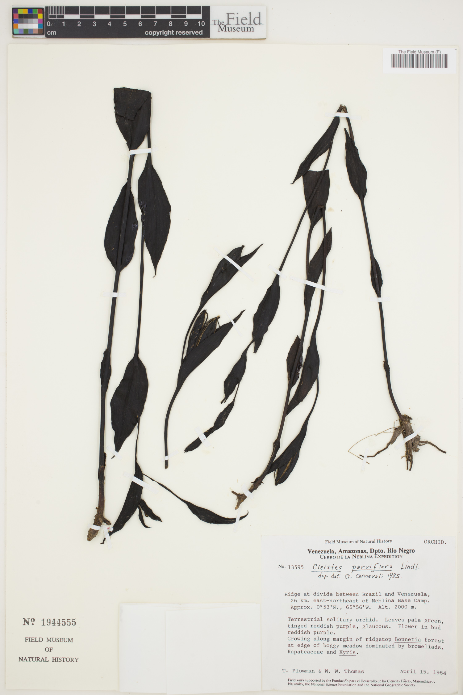 Cleistes parviflora image