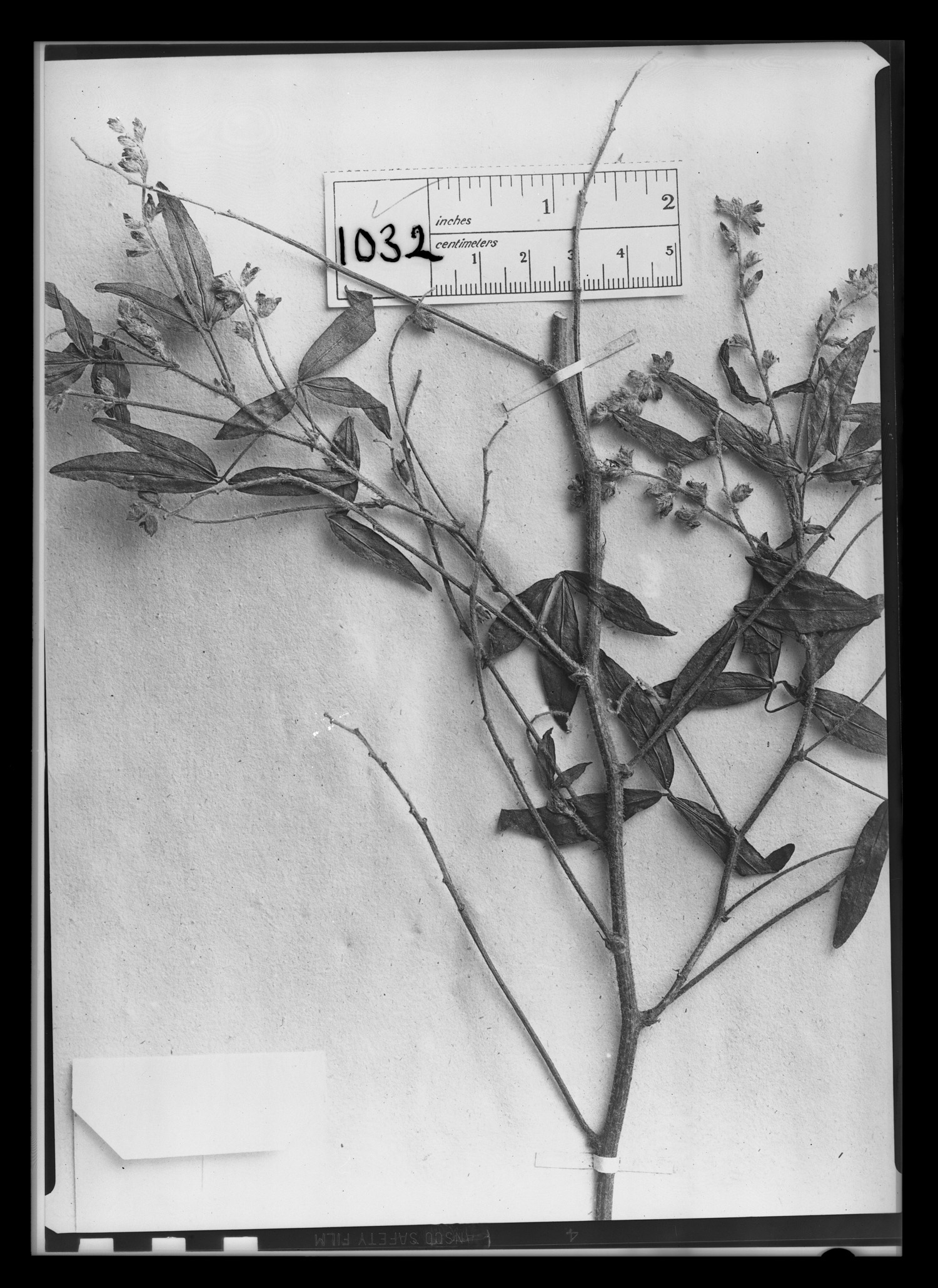Psoralea divaricata image