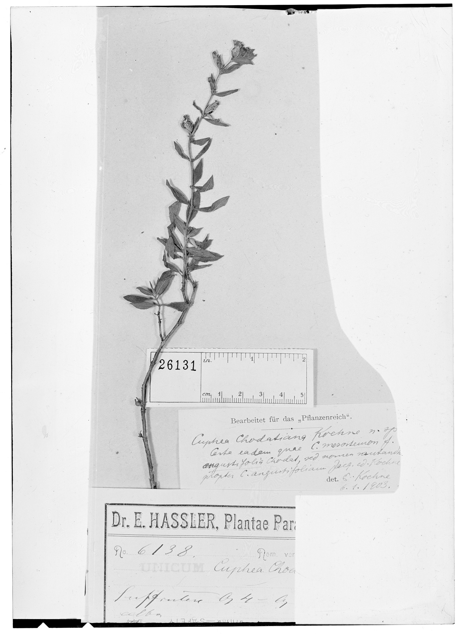Cuphea sessiliflora image