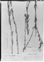 Cuphea stenopetala image