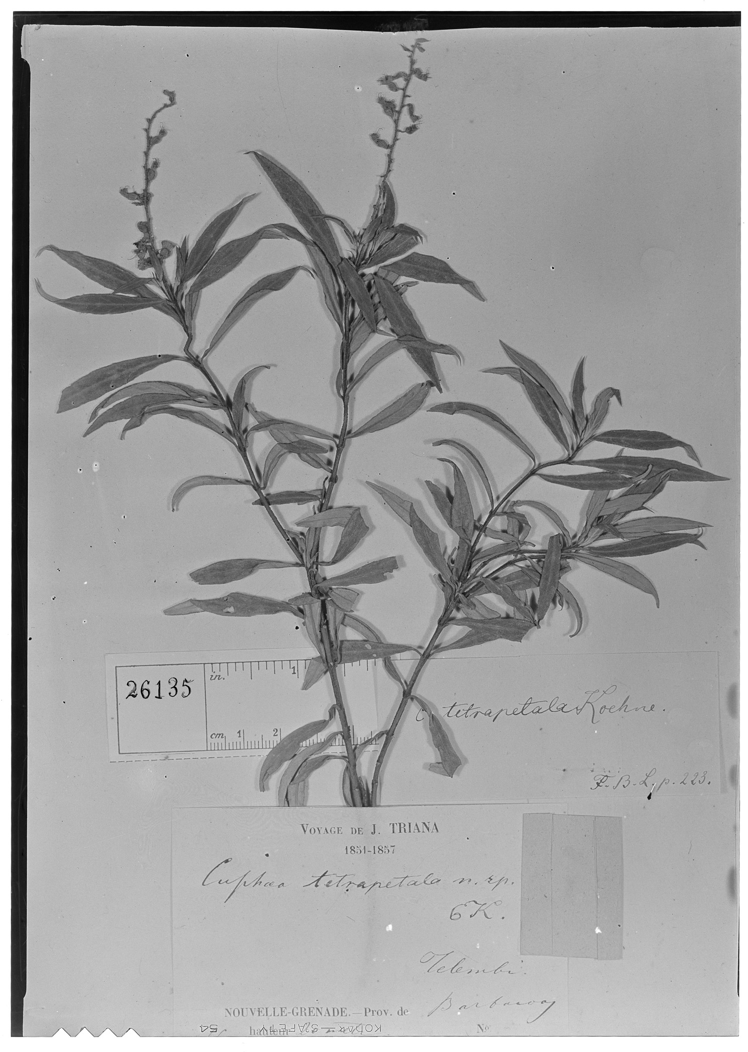 Cuphea tetrapetala image