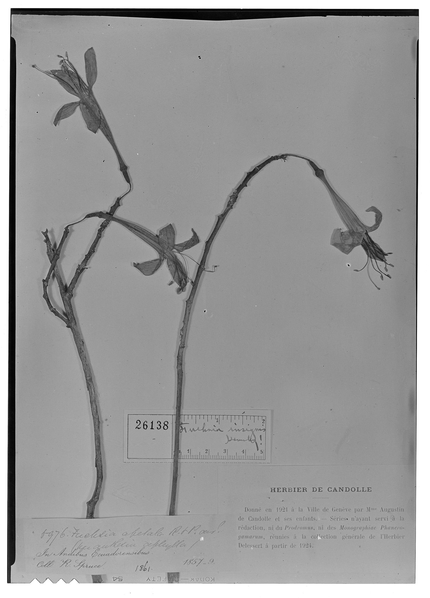 Fuchsia insignis image