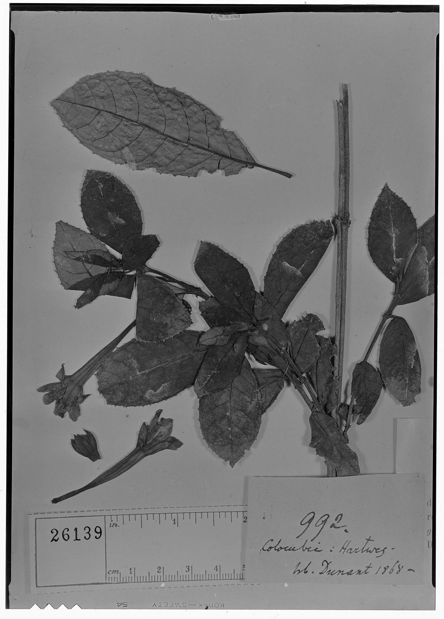 Fuchsia canescens image