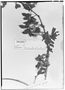 Fuchsia decussata image