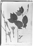 Fuchsia membranacea image