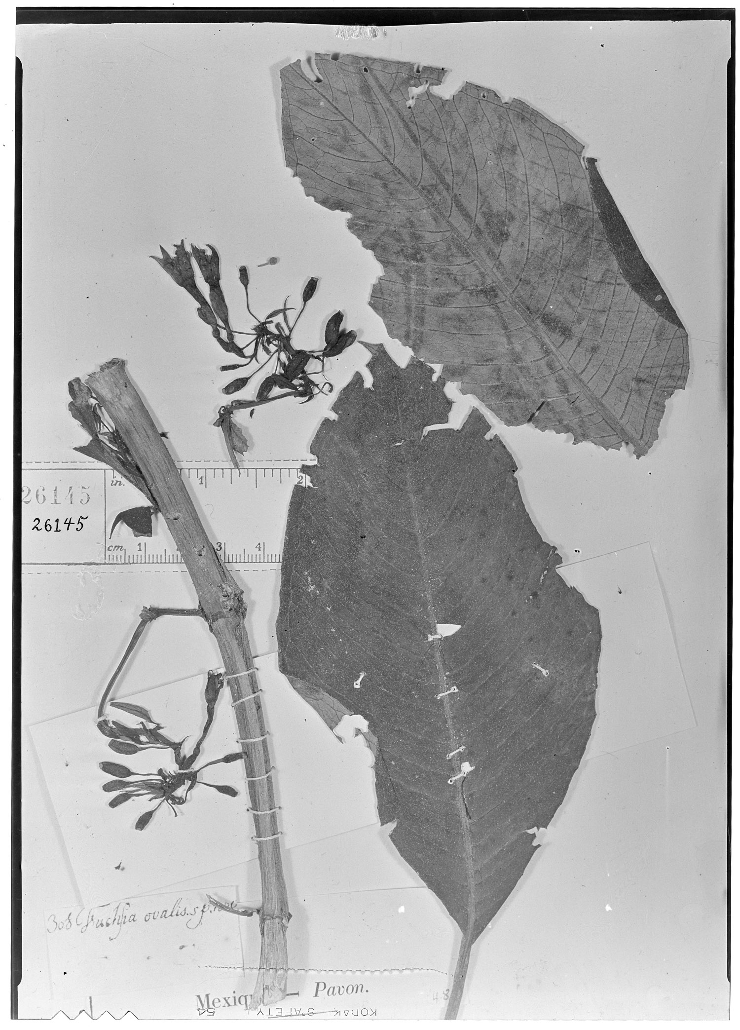 Fuchsia ovalis image