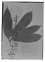 Schefflera acuminata image