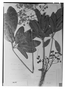 Schefflera decaphylla image