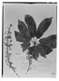 Schefflera pedicellata image