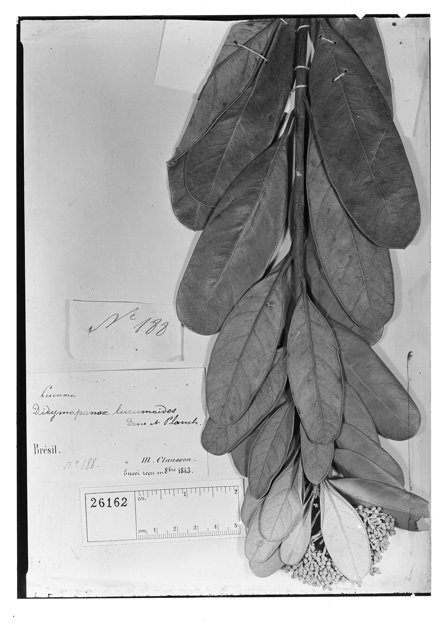 Schefflera lucumoides image