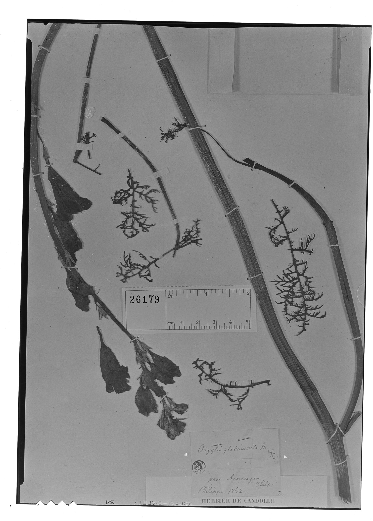 Argylia glabriuscula image