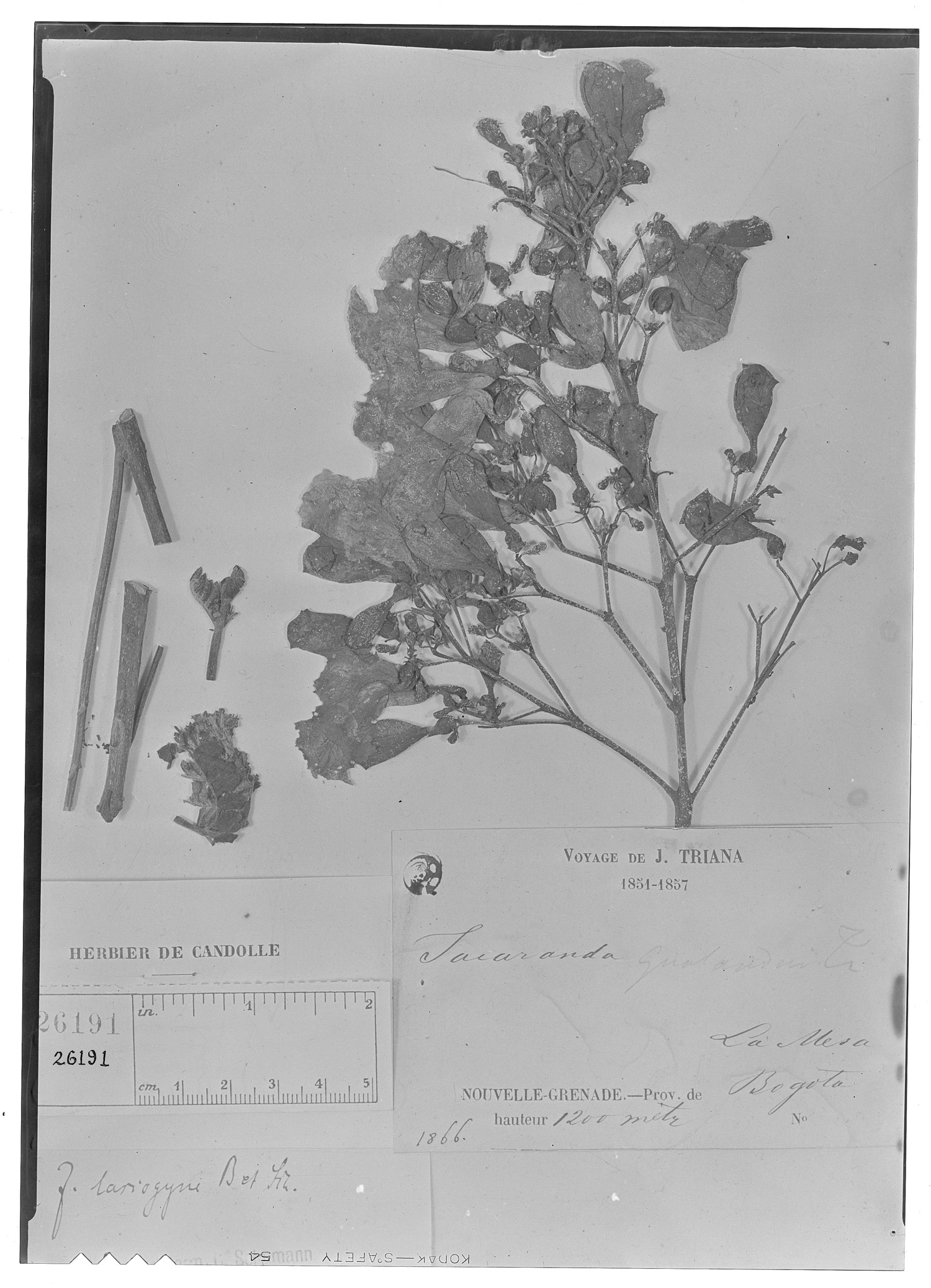 Jacaranda obtusifolia subsp. obtusifolia image