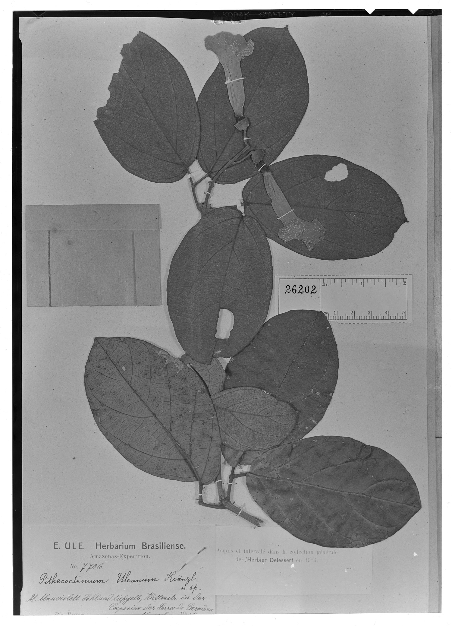 Amphilophium granulosum image