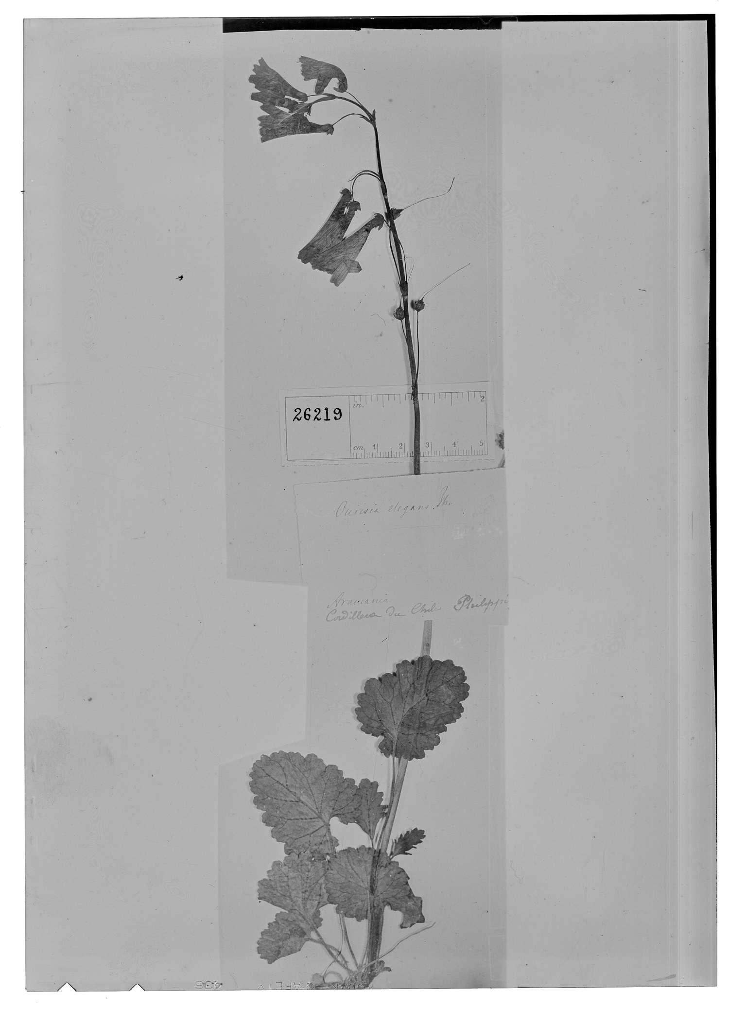 Ourisia coccinea subsp. elegans image