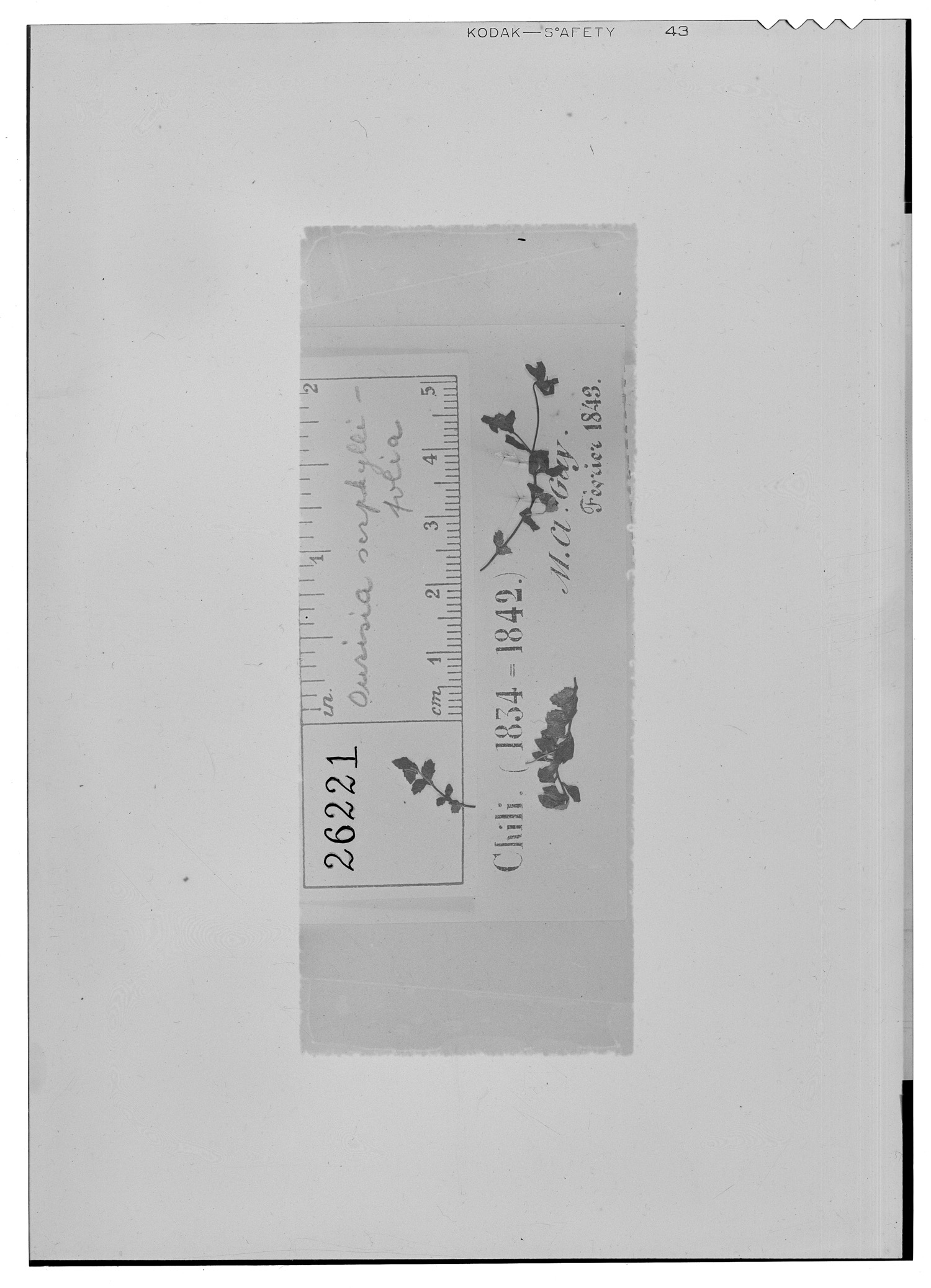 Ourisia serpyllifolia image