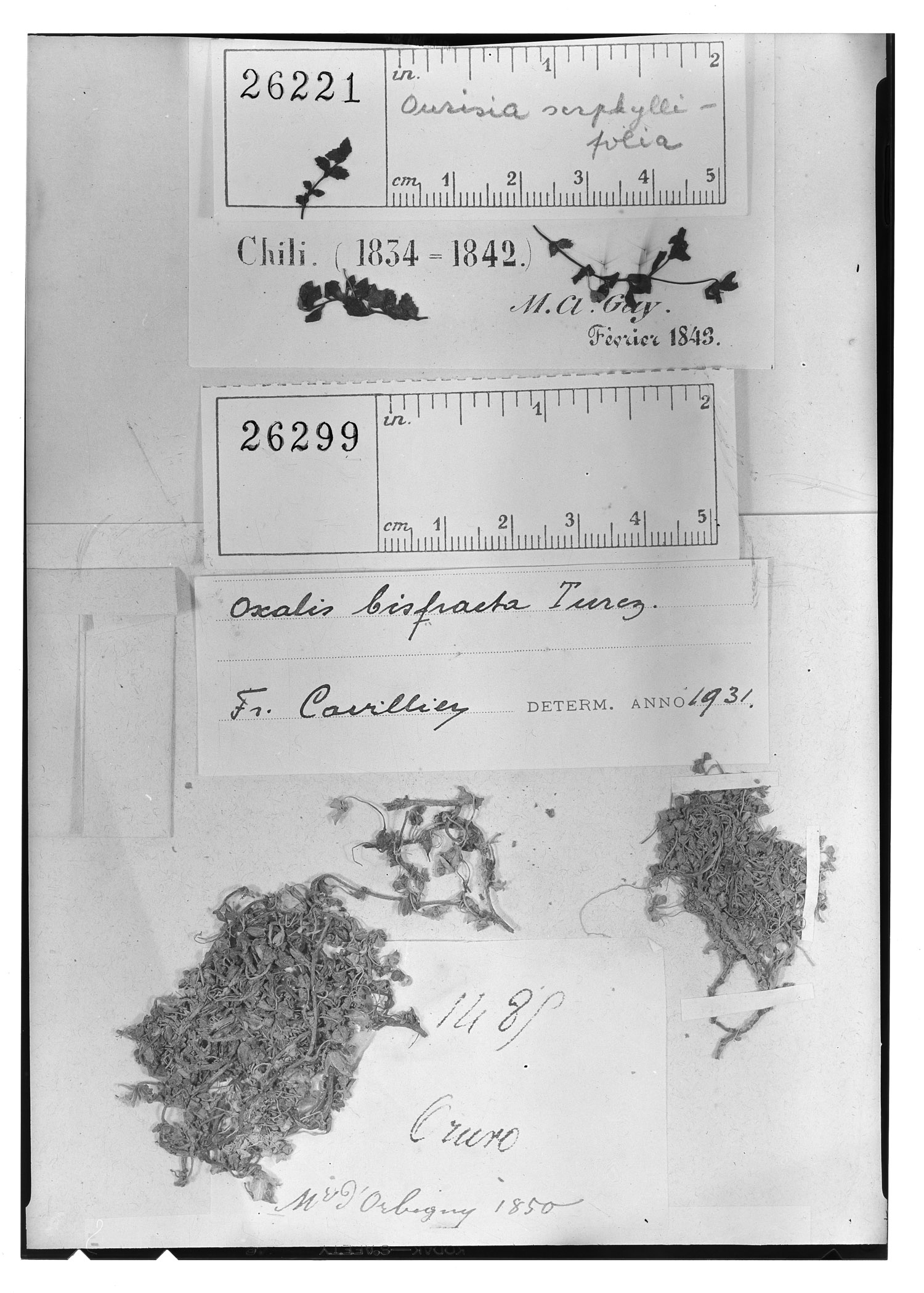 Ourisia serpyllifolia image