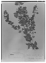 Stemodia trifoliata image