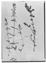 Lamourouxia breviflora image