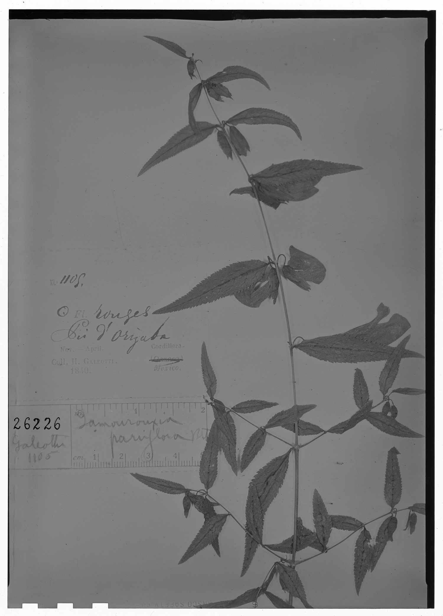 Lamourouxia xalapensis image