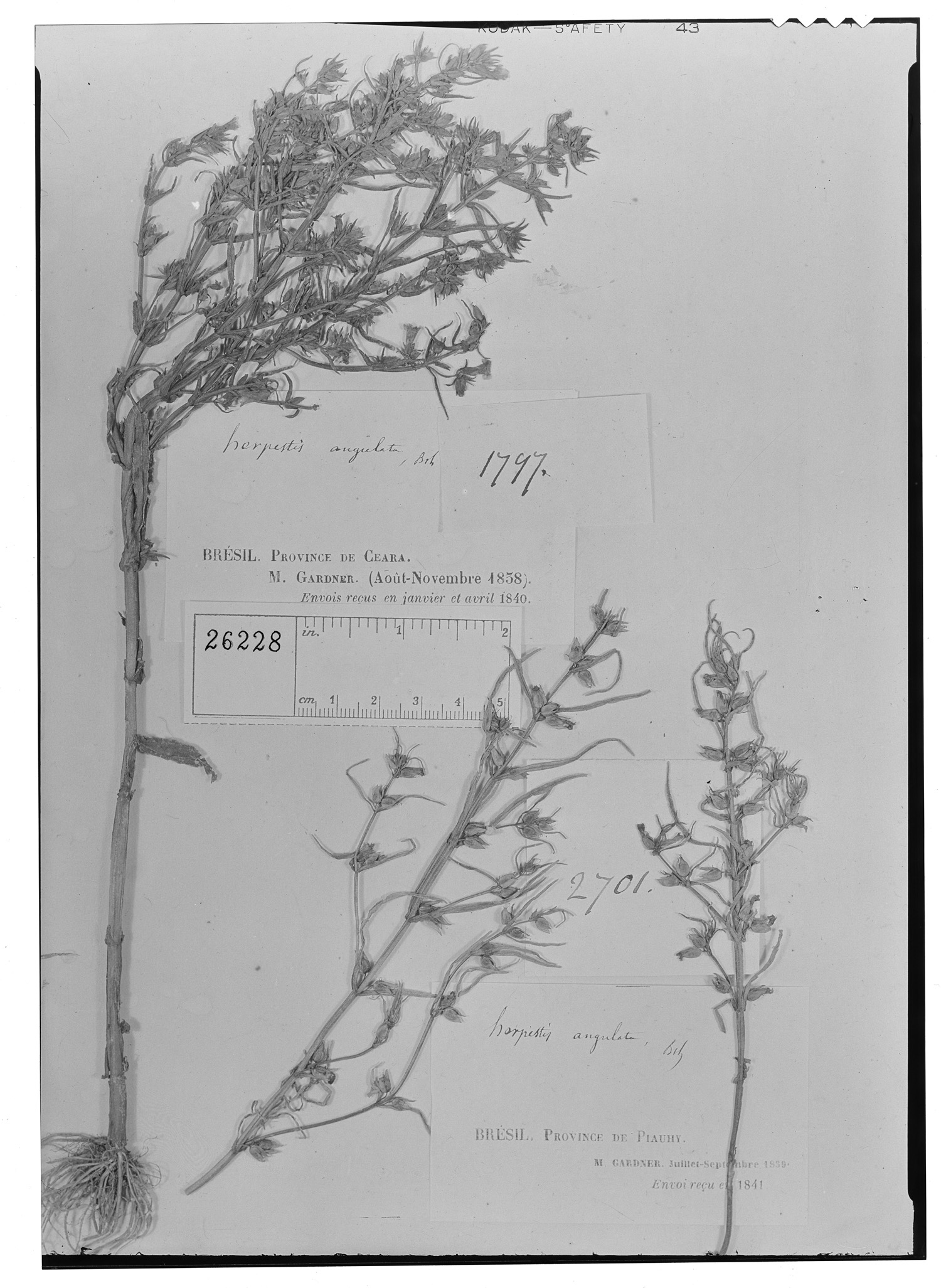 Bacopa angulata image
