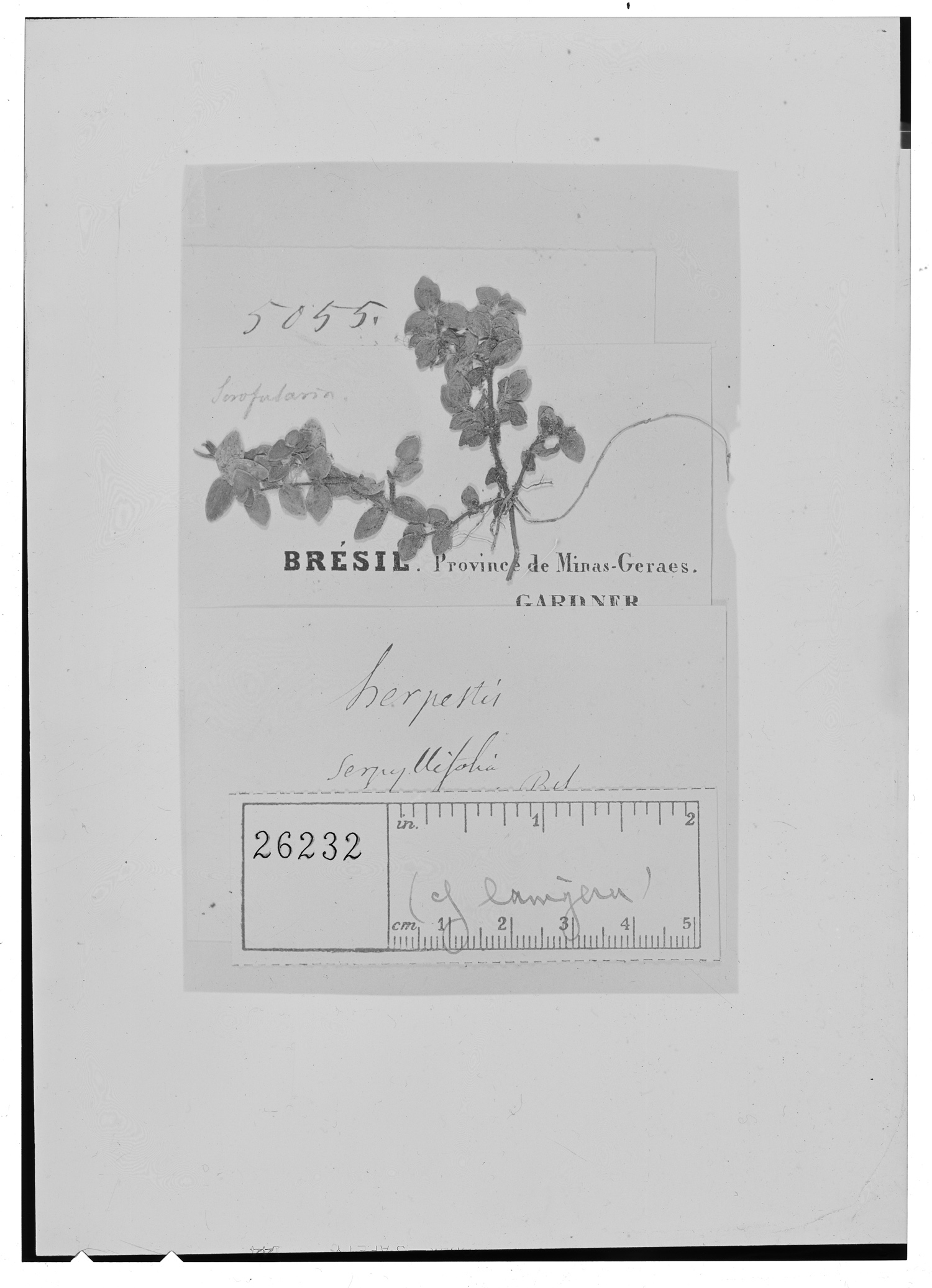 Bacopa serpyllifolia image