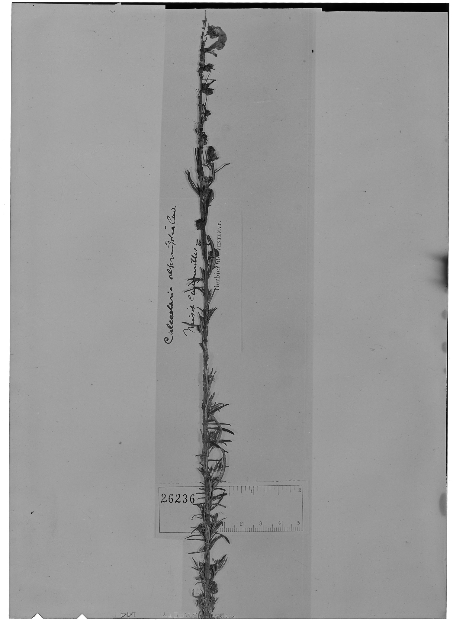 Calceolaria alternifolia image