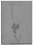 Calceolaria undulata image