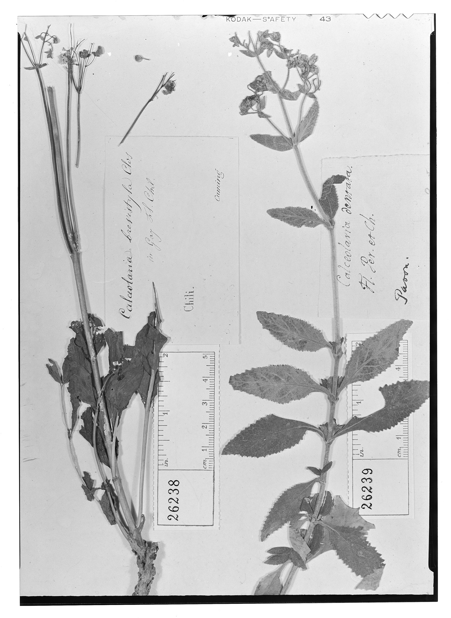 Calceolaria dentata image