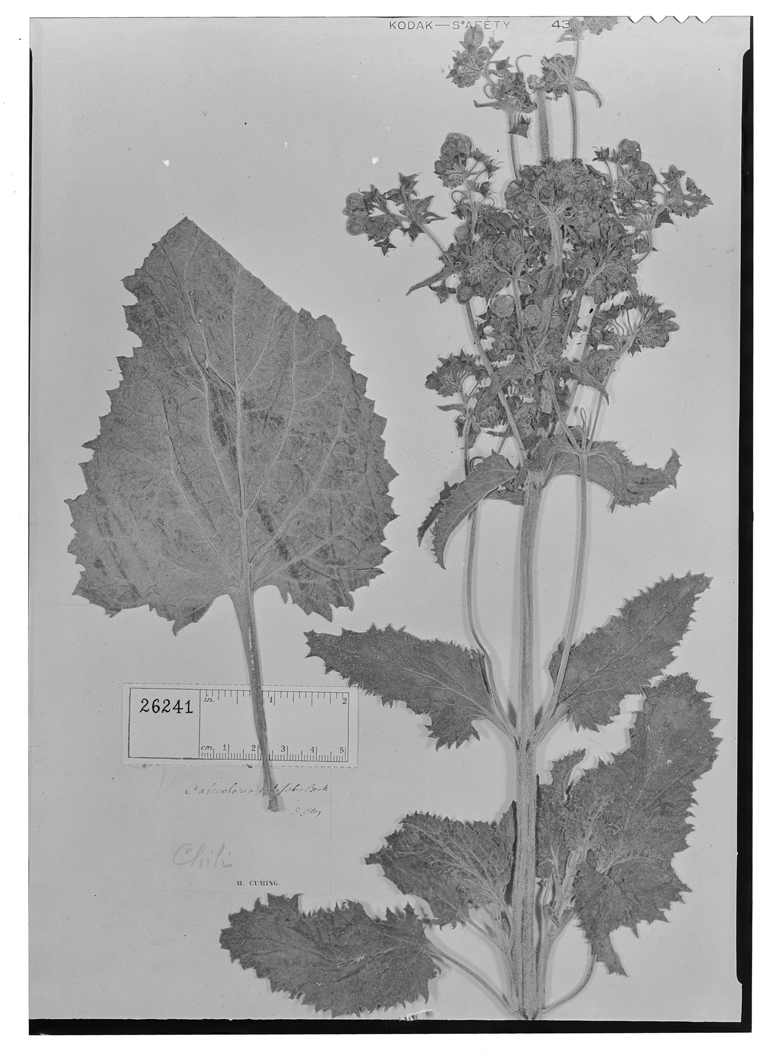 Calceolaria latifolia image