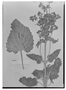 Calceolaria latifolia image
