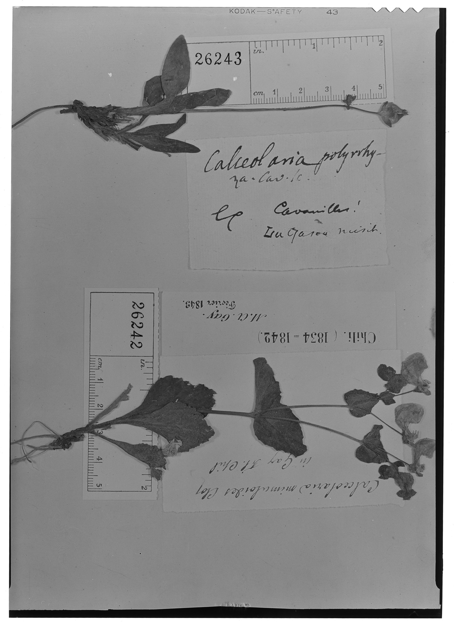 Calceolaria mimuloides image