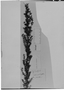 Calceolaria rosmarinifolia image
